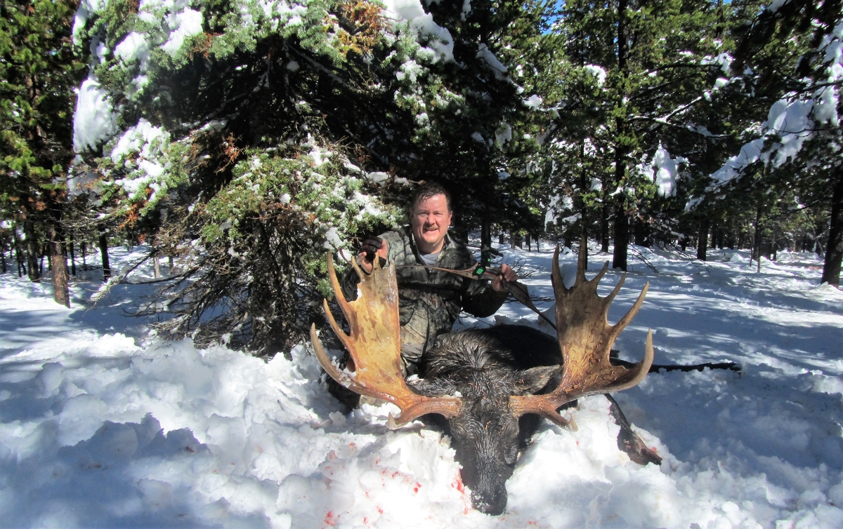 Trophy Shiras Moose Hunts